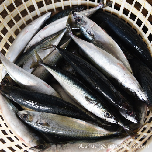 Seefrozen Scomber japonicus Pacific Fish Mackerel para venda